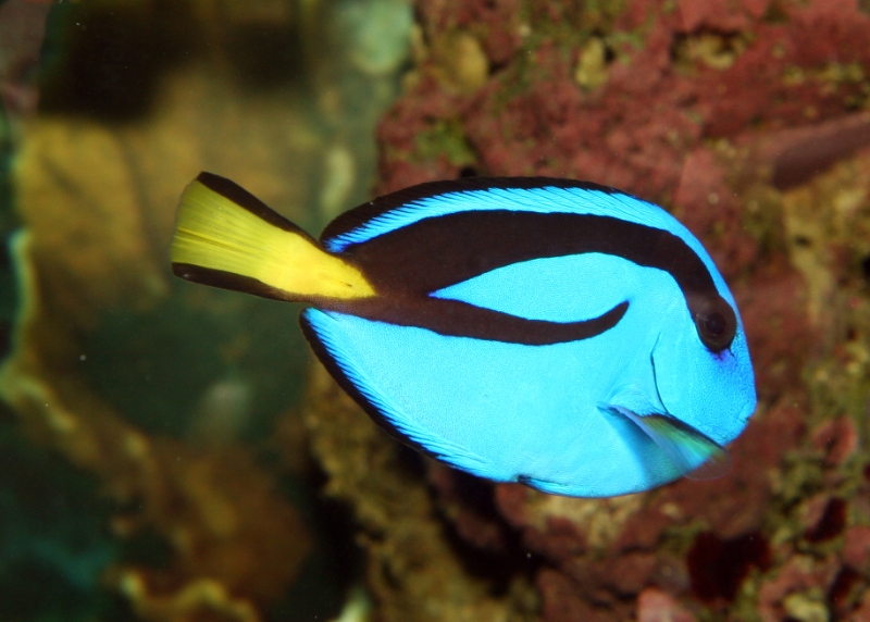 Paracanthurus hepatus (Palette surgeonfish), Aquarium 1.jpg - Paracanthurus hepatus (Palette surgeonfish)